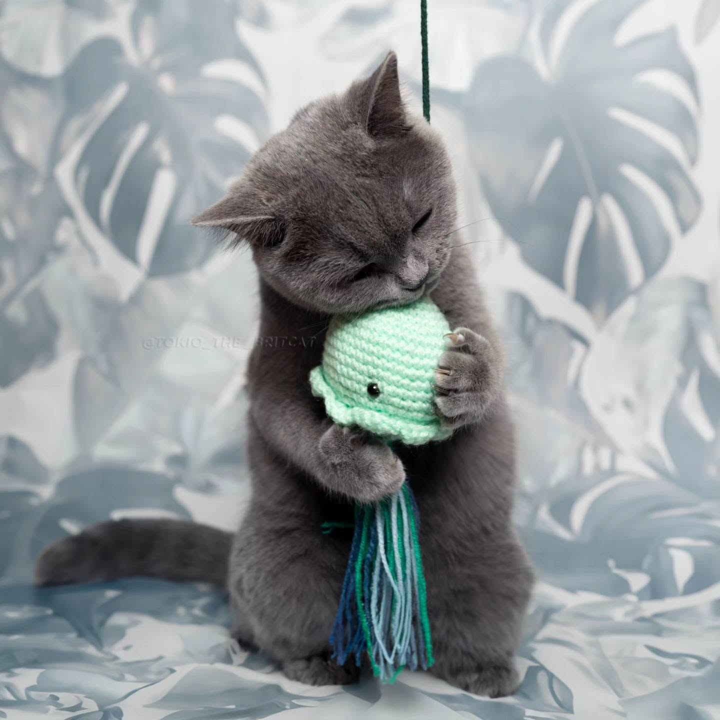 Meduza dla kota